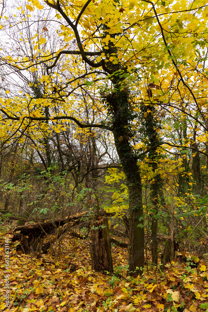 Colorful autumn Landscape in the Central Bohemian Region of the Czech Republic, Kokorin