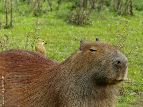 Canvastavla capybara in the field with a bird on its back eating its ectoparasites: a clear