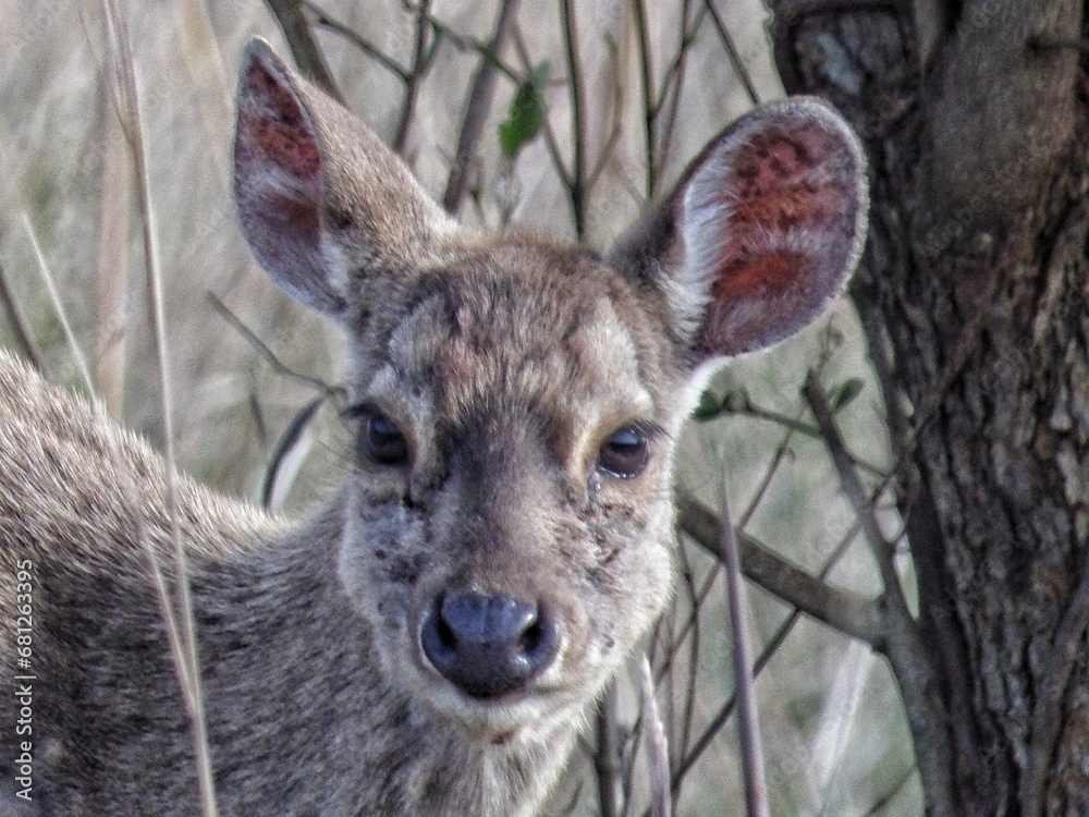 close-up portrait of a deer in its natural habitat