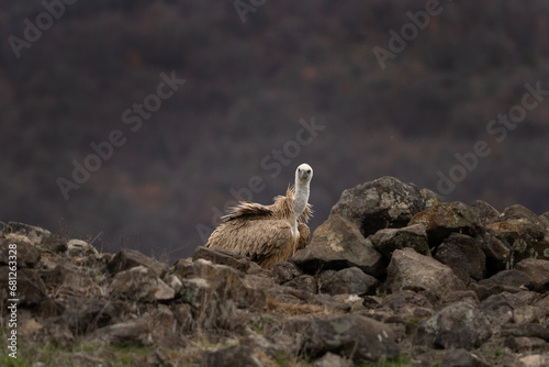 Eurasian griffon vulture in Rhodope mountains. Vultures in Bulgaria mountains range. Big brown bird with long white neck who eat carcass.