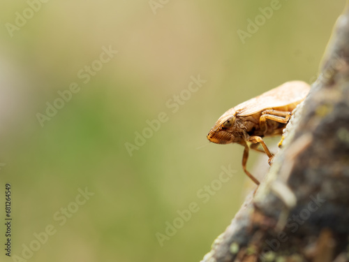 Cicada lateralis photo