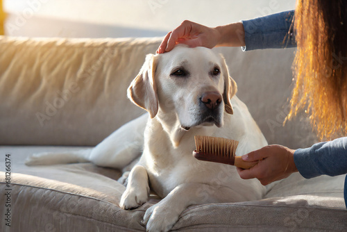 spazzolare il cane pelo lungo spazzola animale domestico  photo