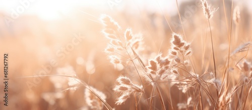 pampas grass in a field in the sun. banner