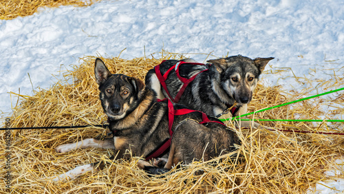 Sled dogs resting in the snow