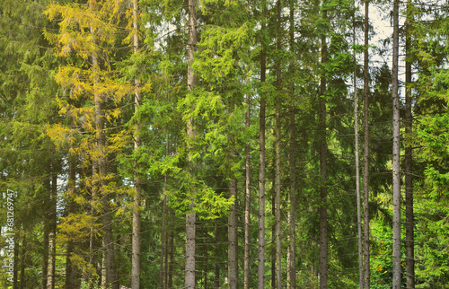 Photo of tree trunks of high forest trees that change color in early autumn