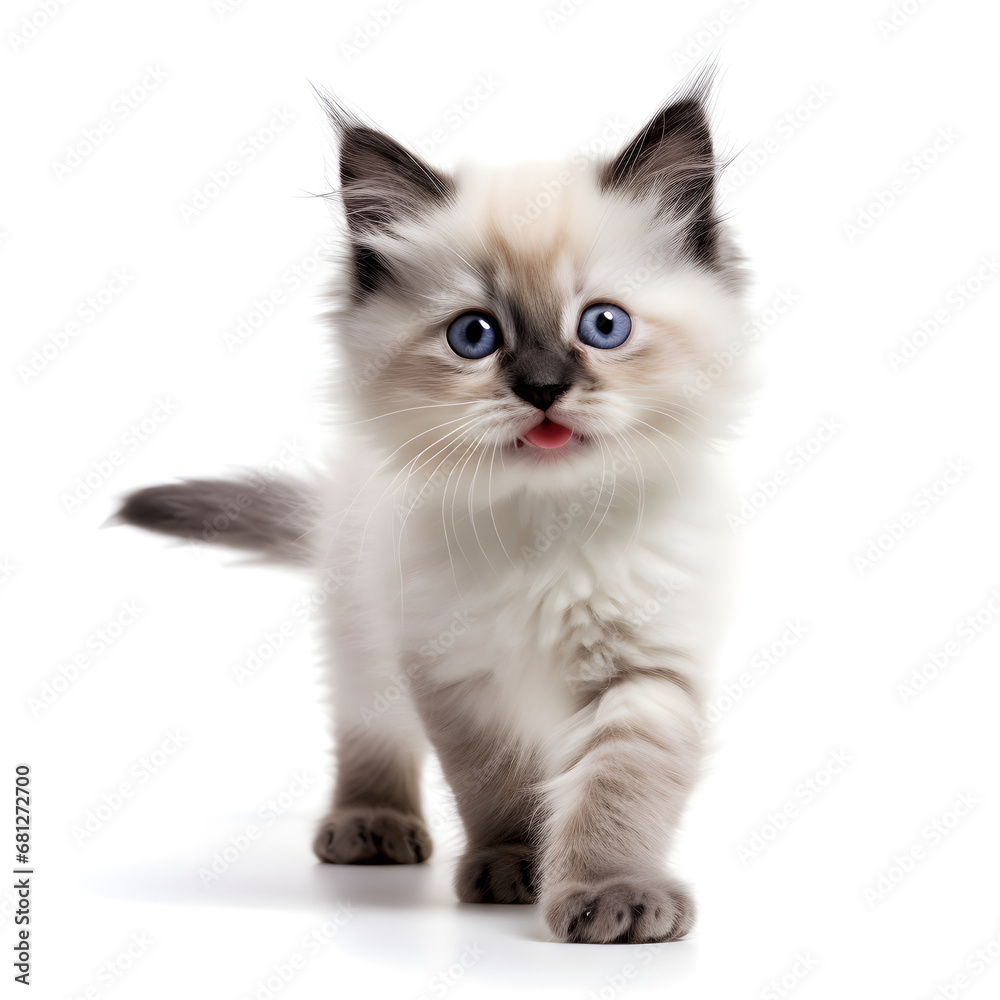 Birman, Himalayan, Ragdoll Cat Kitten Isolated on White Background - Generative AI