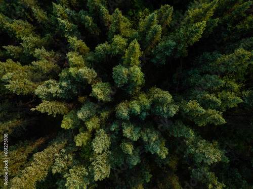 Spruce Forest in Alaska from Above