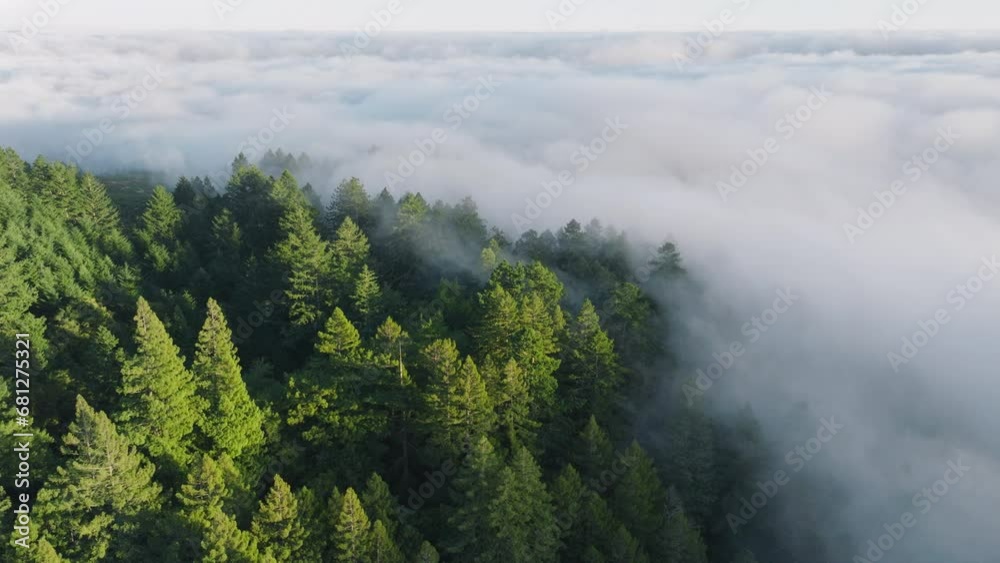 Overhead shot of green treetops covered morning mist, San Francisco Bay area, California, West coast, USA. Aerial view of cloud formation covered forest trees. Breathtaking mountain background 