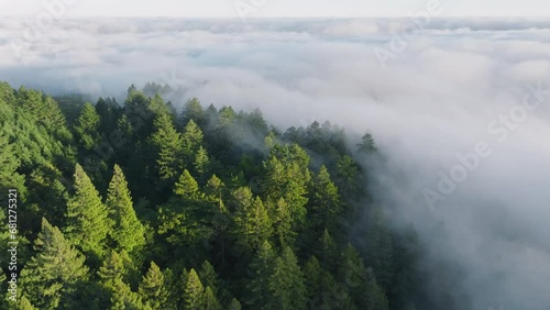 Overhead shot of green treetops covered morning mist, San Francisco Bay area, California, West coast, USA. Aerial view of cloud formation covered forest trees. Breathtaking mountain background  photo
