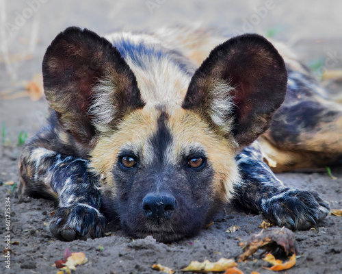 Face of an African Wild Dog looking at the camera in Botswana, Africa photo