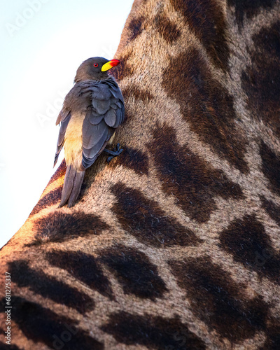 Photos Close-up of an oxpecker bird sitting on a giraffe's neck in, Botswana, Africa