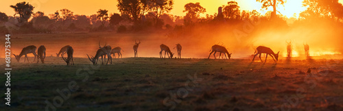 Panorama view of a herd of antelope, red lechwe, grazing, silhouetted by a glowing red sunset in Okavango Delta, Botswana, Africa