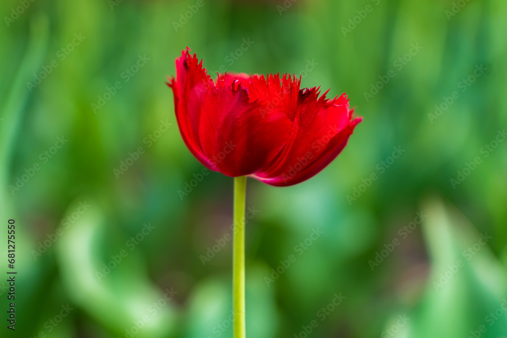 Flowers in a flower bed tulips. Greening the urban environment. Background with selective focus Flowers in a flower bed tulips. Greening the urban environment. Background with selective focus