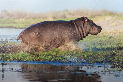 Large Hippopotamus running  splashing in a river in the Okavango Delta  Botswana  Africa