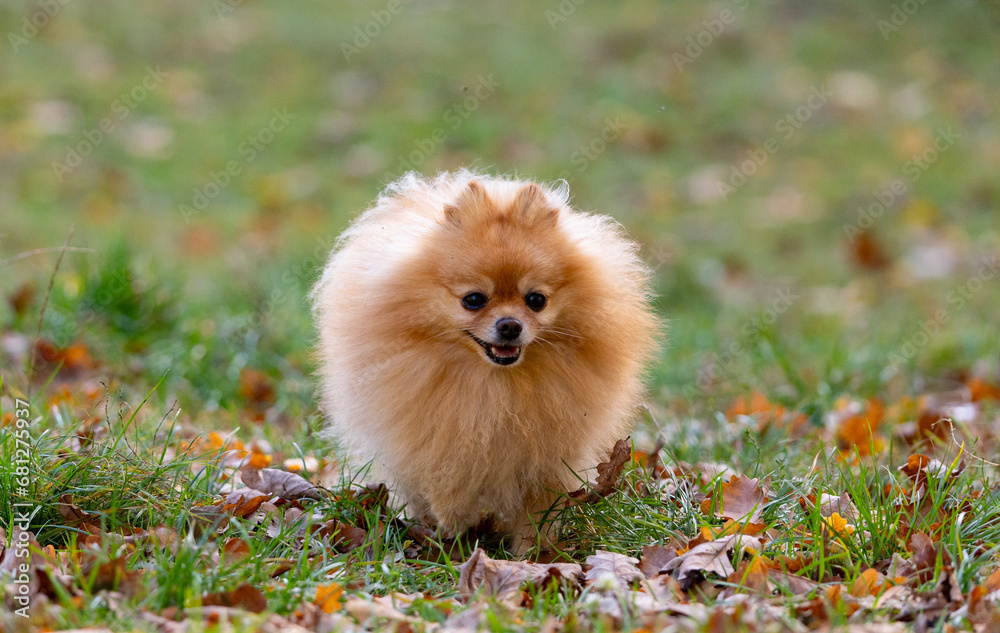 pomeranian dog in the grass in autumn pomeranian dog in the grass in autumn