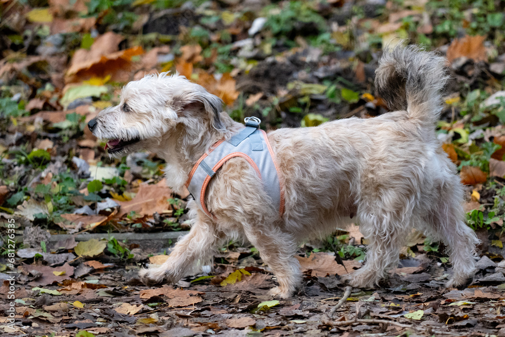 A small white dog with a blue collar walks in the autumn park. A small white dog with a blue collar walks in the autumn park.
