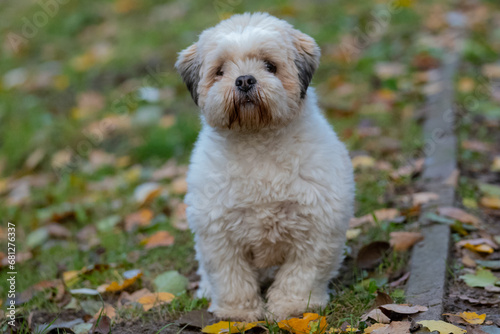 white little dog  © Robert