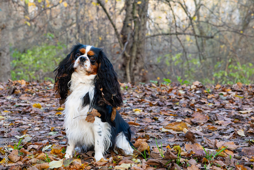 Dog cavalier king charles spaniel sitting in the autumn forest