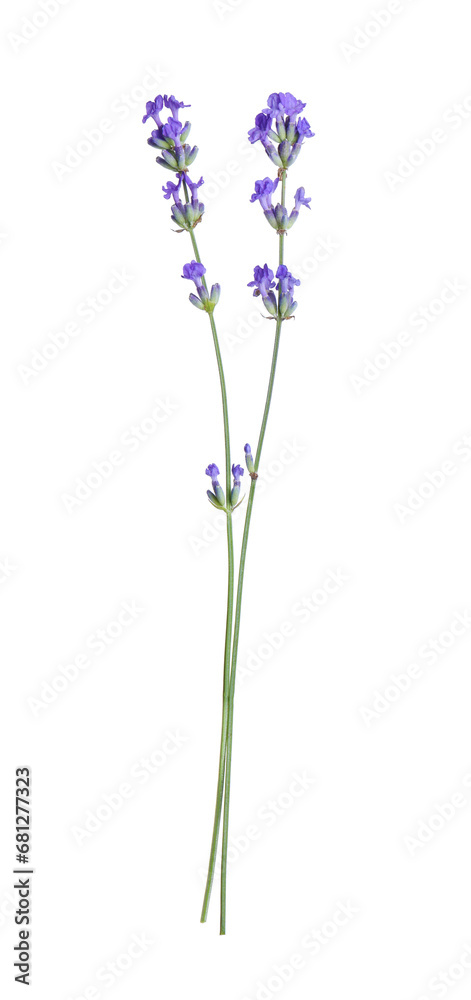 Beautiful blooming lavender flowers isolated on white