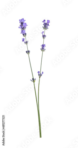 Beautiful blooming lavender flowers isolated on white