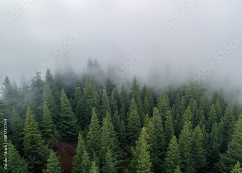 pine forest in the fog seen from the air © Tropic Audiovisual