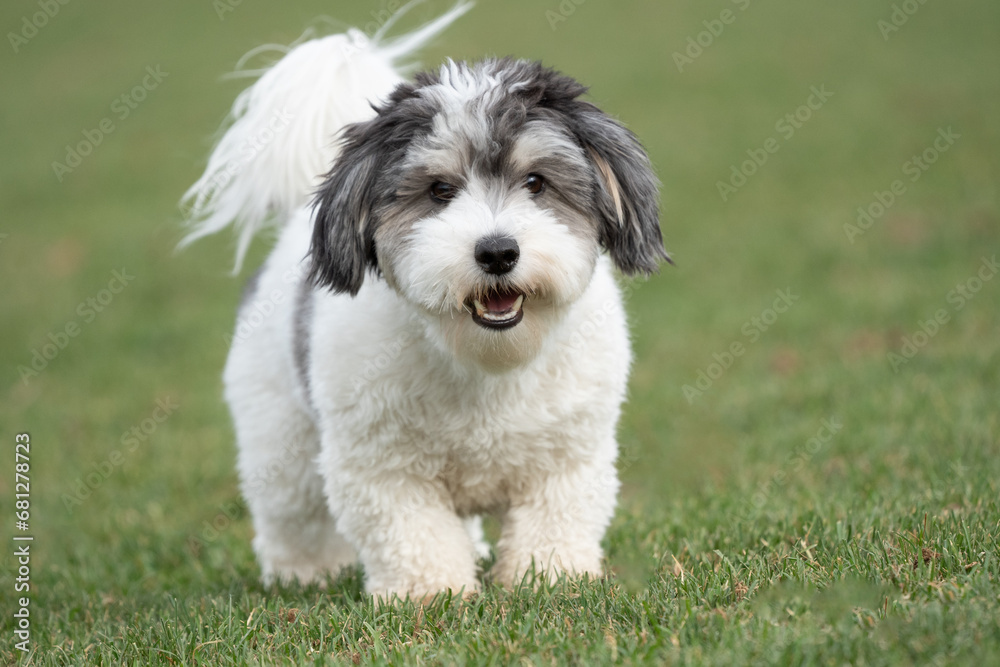 Close-up photo of cute little black and white Havanese puppy as he walks toward camera. 