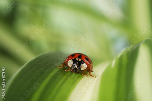 Ladybug on green leaf against blurred background, macro view. Space for text