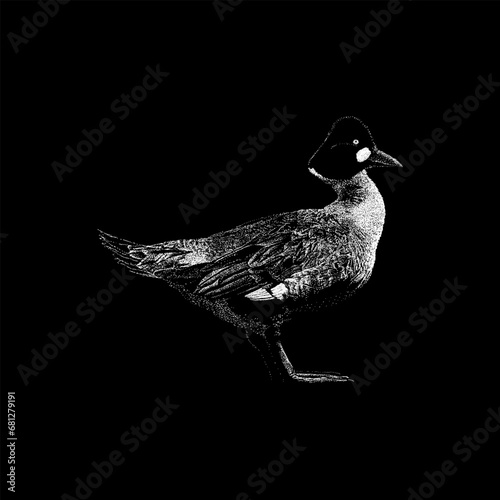 Diving Duck hand drawing vector isolated on black background.
