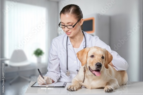Fototapeta Naklejka Na Ścianę i Meble -  cute smart dog sitting against veterinarian