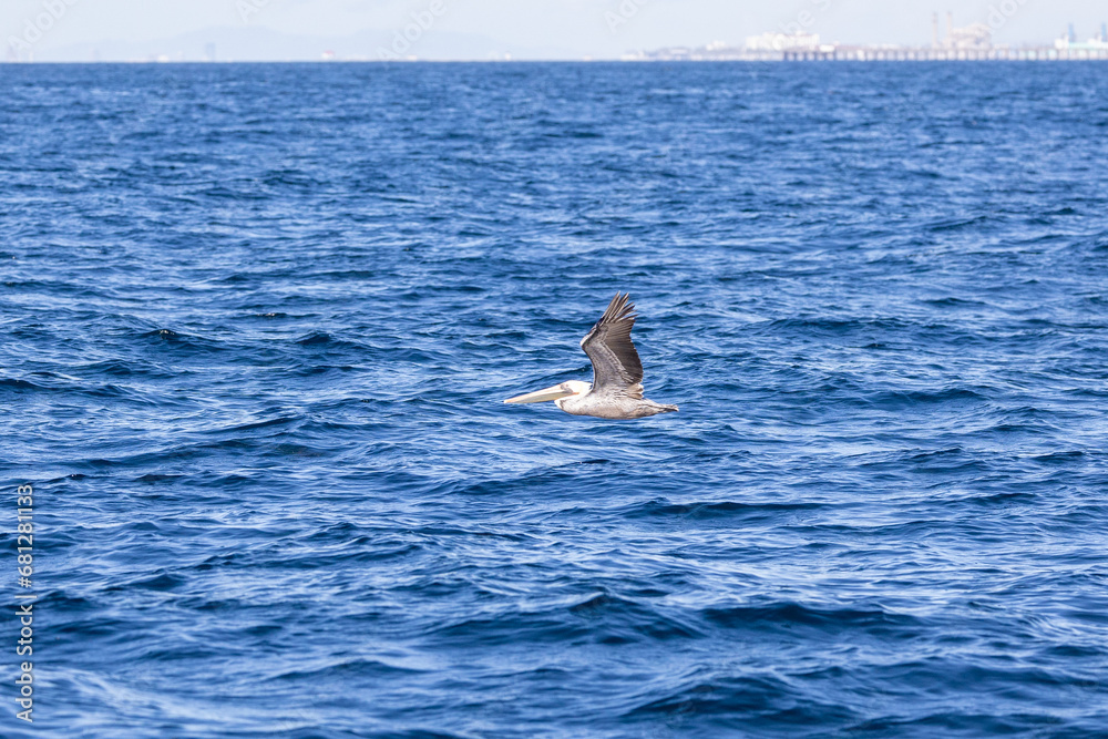 Fototapeta premium Pelican in flight over the Pacific Ocean
