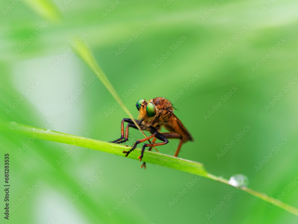 Naklejka premium 獲物を待つアオメアブ