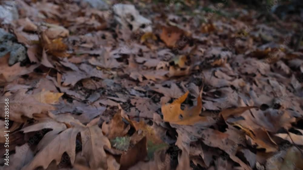 Dried leaves on the ground in autumn Dried leaves on the ground in autumn