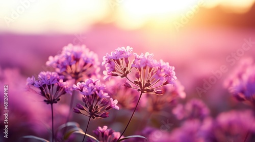 Beautiful purple flowers in the field at sunset. Soft focus.