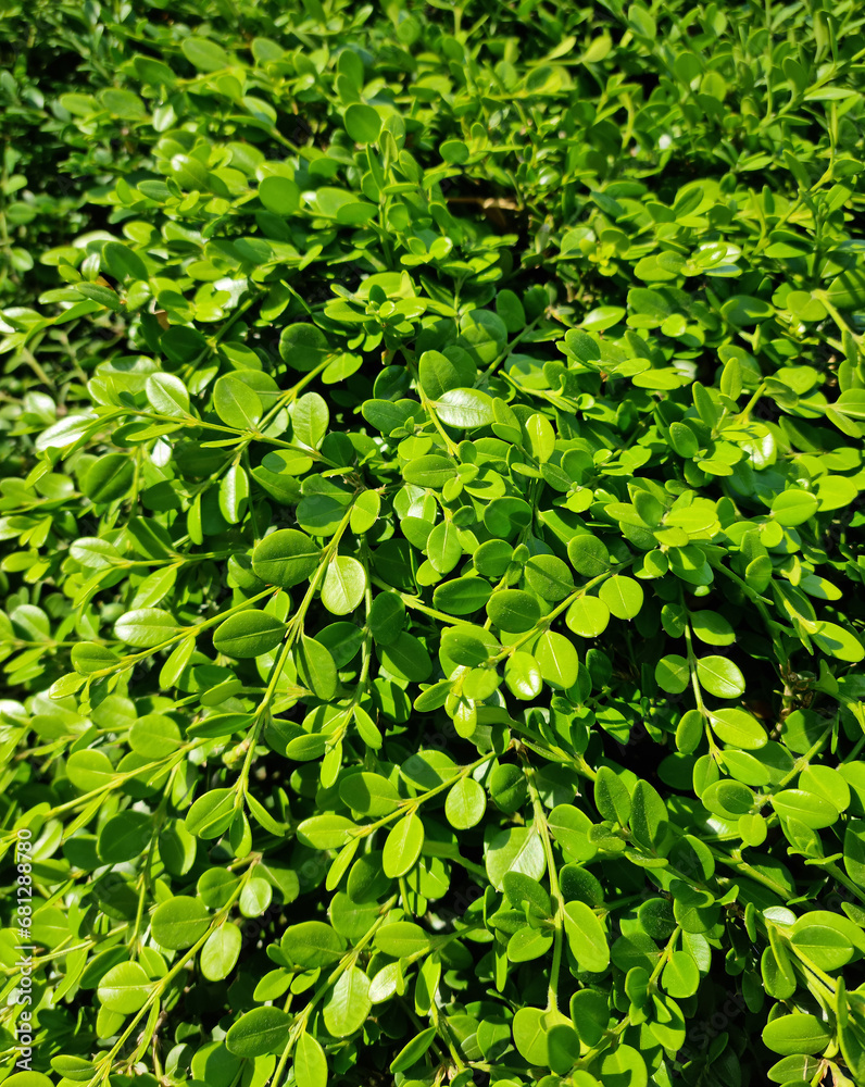 Close up of buxus microphylla. Close up of buxus microphylla.