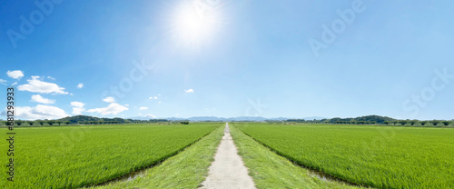 大自然の田舎に真っすぐにのびる一本の道