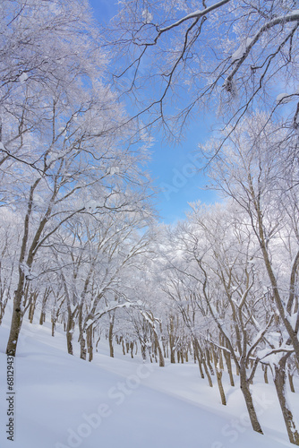 冬晴れのブナの森