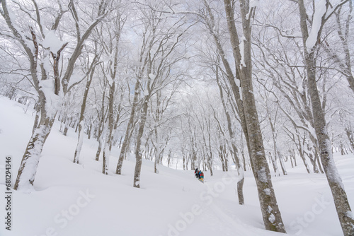 山スキー　ブナの森を登る © Kazuo Katahira