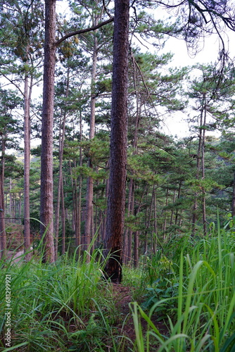 pine forest in Dalat  Vietnam
