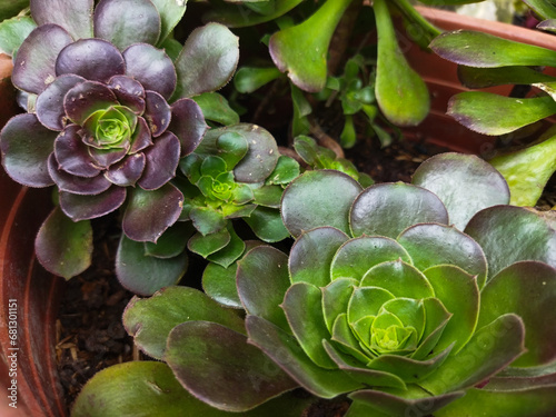 AEONIUM CANARIENSE ORIGINAL SUCULENT PLANTS photo