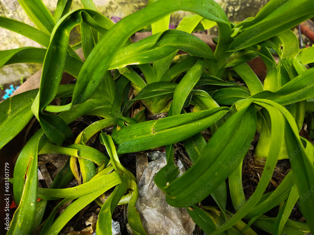 Fototapeta premium HEMEROCALLIS FULVA DECORATIVE PLANTS WITH GREEN LEAVES
