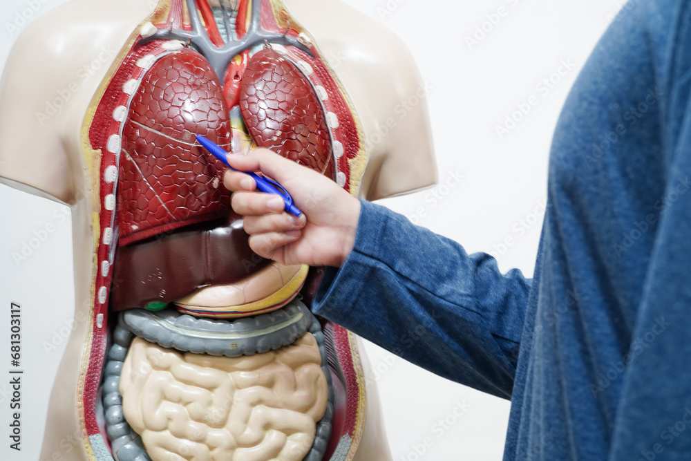 Fototapeta premium Asian student learning with human body model in anatomy biology in classroom at high school.