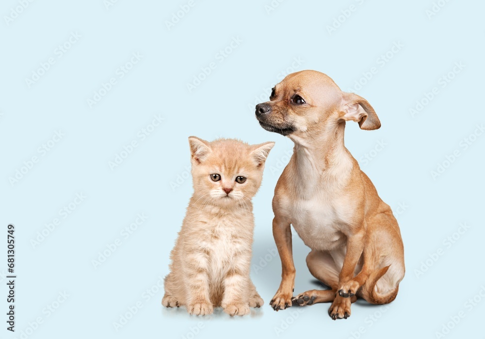 Cute smart puppy and a small kitten together