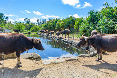 Water buffalos on Yufu Island in Okinawa, Japan photo