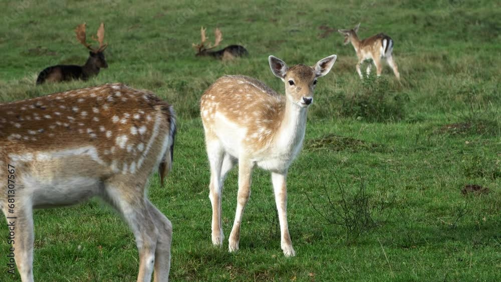 Fallow deer (Dama dama) eating lush green grass, slow motion, sunny autumn day, wildlife concept, medium handheld shot Fallow deer (Dama dama) eating lush green grass, slow motion, sunny autumn day, wildlife concept, medium handheld shot