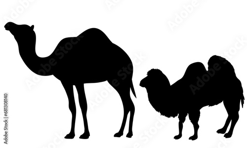 CAMEL silhouettes on white background. / dromedary camels / 2 camels vector illustrations.	
 photo