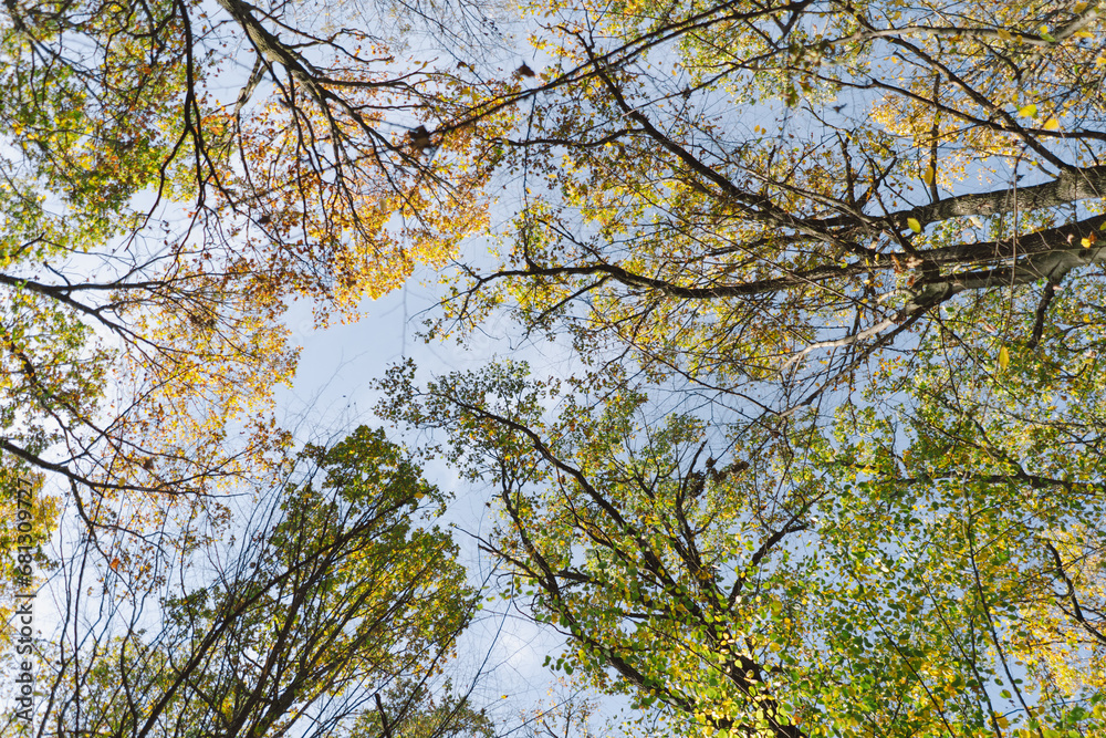 Fall in the forest. Forest autumn in sunny autumn weather, autumn landscape, autumn trees. Fall in the forest. Forest autumn in sunny autumn weather, autumn landscape, autumn trees.