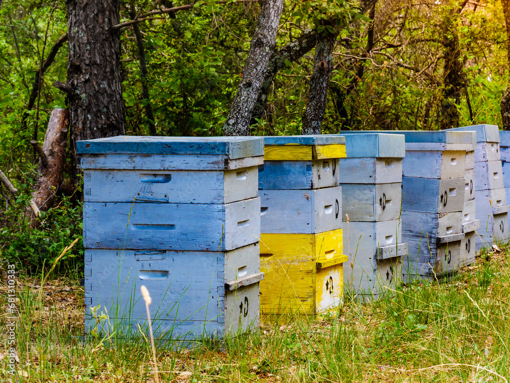 Bee hives in green forest. Beekeeping. Bee hives in green forest. Beekeeping.