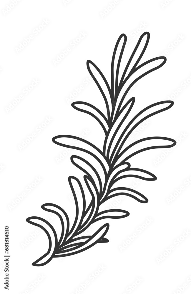 Rosemary plant herb for cooking, ingredient vector Rosemary plant herb for cooking, ingredient vector