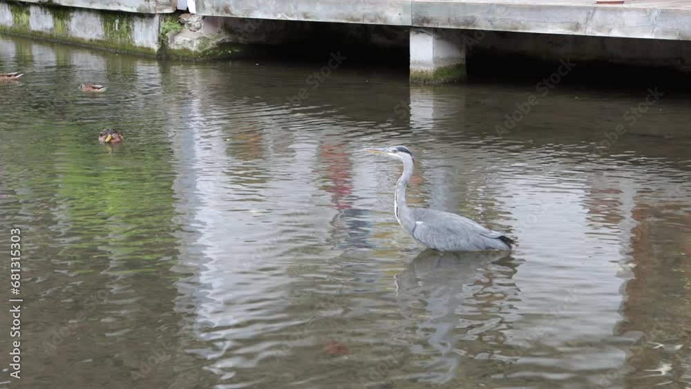 Great Blue Heron standing in shallow water of Große Blau in Ulm, Germany Great Blue Heron standing in shallow water of Große Blau in Ulm, Germany