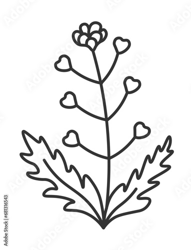 Arugula flourishing, plant with leaves and bloom